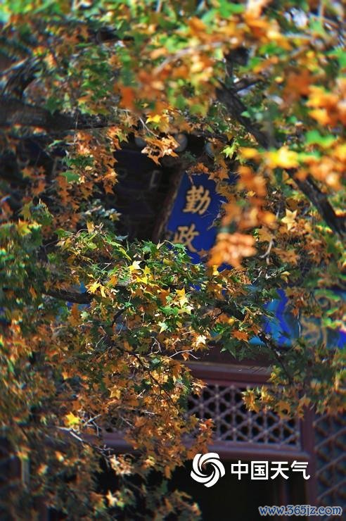 赏红叶季开启 北京香山勤政殿红枫运行变色