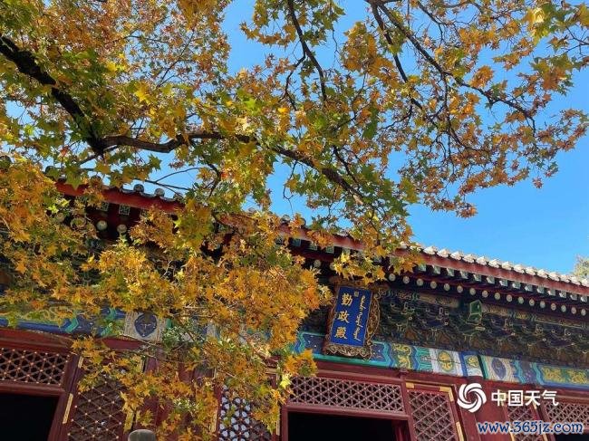 赏红叶季开启 北京香山勤政殿红枫运行变色