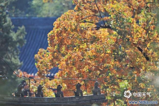 赏红叶季开启 北京香山勤政殿红枫运行变色