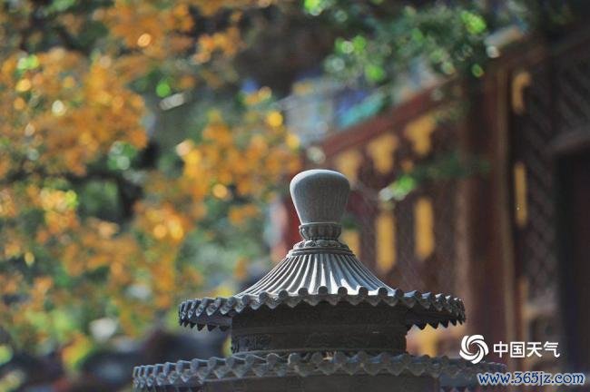 赏红叶季开启 北京香山勤政殿红枫运行变色