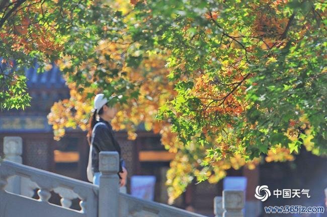 赏红叶季开启 北京香山勤政殿红枫运行变色