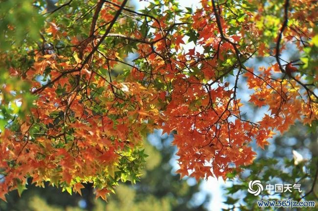 赏红叶季开启 北京香山勤政殿红枫运行变色