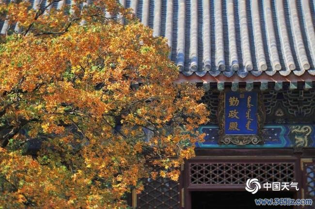 赏红叶季开启 北京香山勤政殿红枫运行变色