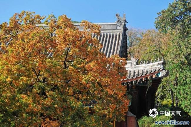 赏红叶季开启 北京香山勤政殿红枫运行变色