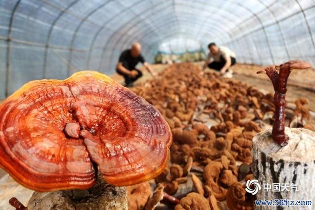 宇宙食粮日：金秋时节喜丰充 不负好“食”光